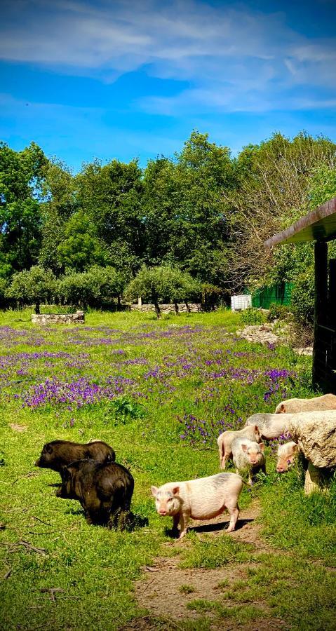 Arca Dos Animais - Farming & Spa Castelo Branco  Luaran gambar