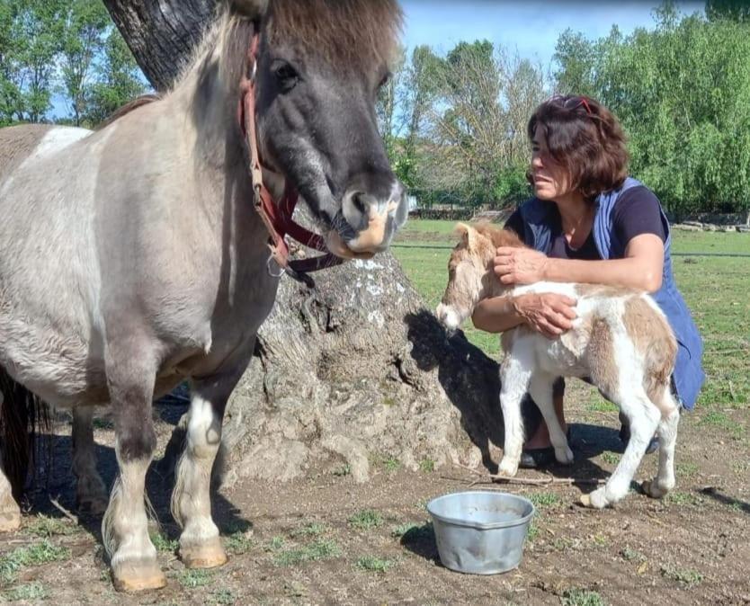 Arca Dos Animais - Farming & Spa Castelo Branco  Luaran gambar