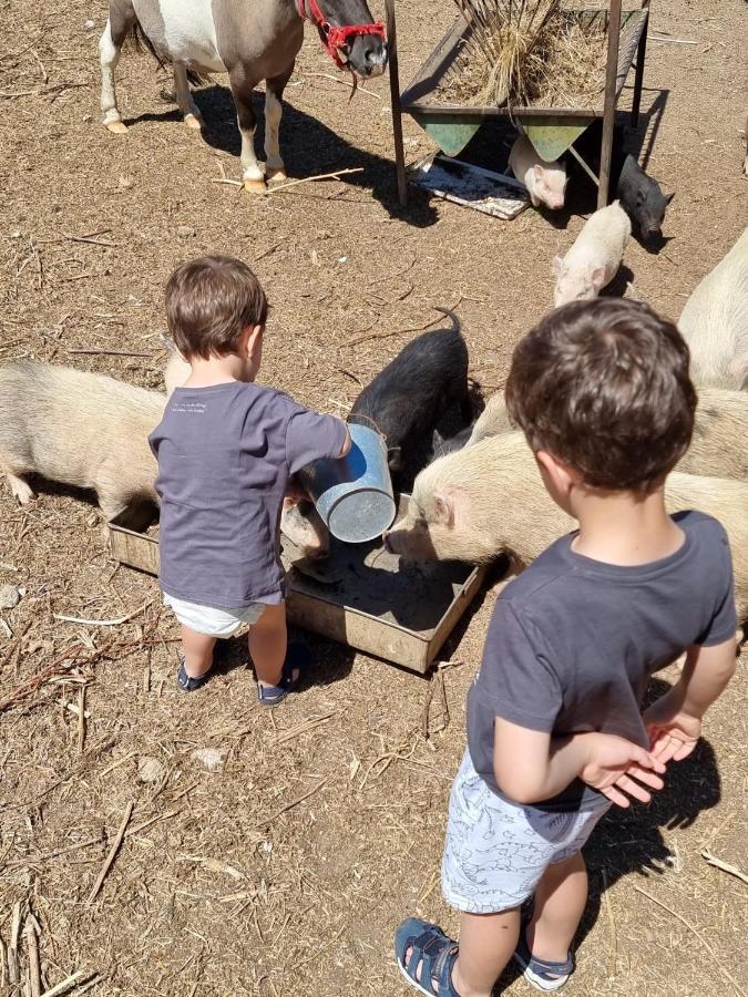 Arca Dos Animais - Farming & Spa Castelo Branco  Luaran gambar