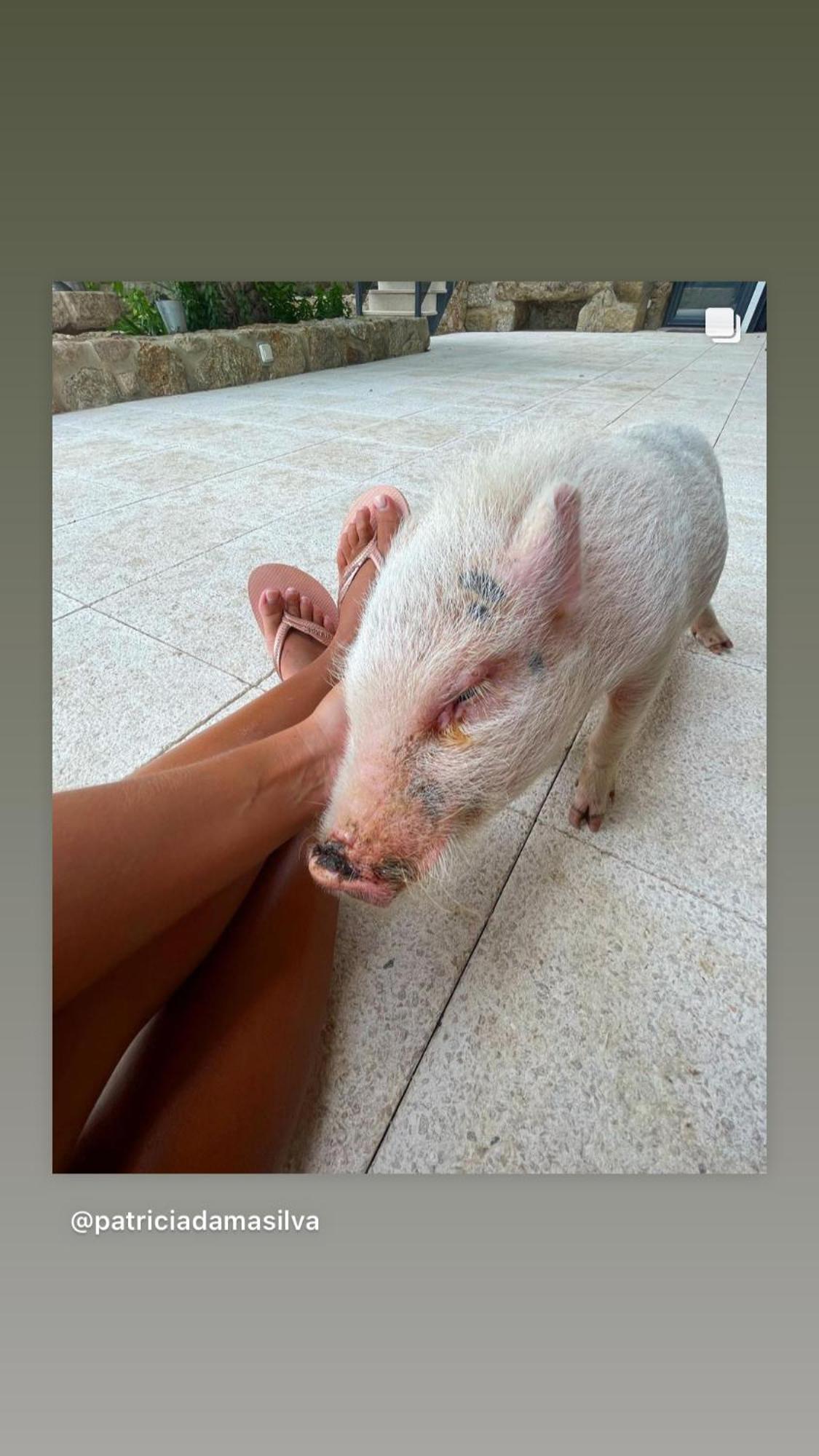 Arca Dos Animais - Farming & Spa Castelo Branco  Luaran gambar